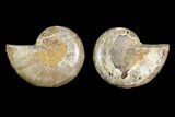3.2" Cut & Polished Agatized Ammonite Fossil (Pair) - Jurassic - #131663-1